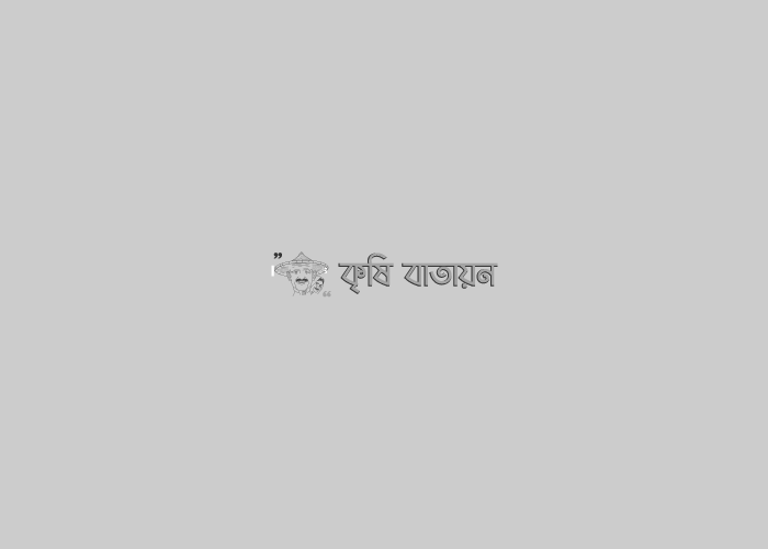 নিরাপদ সবজি উৎপাদনে বিটি বেগুন চাষ৤